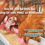 Giải pháp bảo hộ đàn gà hiệu quả chống lại cúm H9N2 và Newcastle