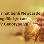 Cập nhật bệnh Newcaslte – chủng độc lực cao NDV Genotype VII